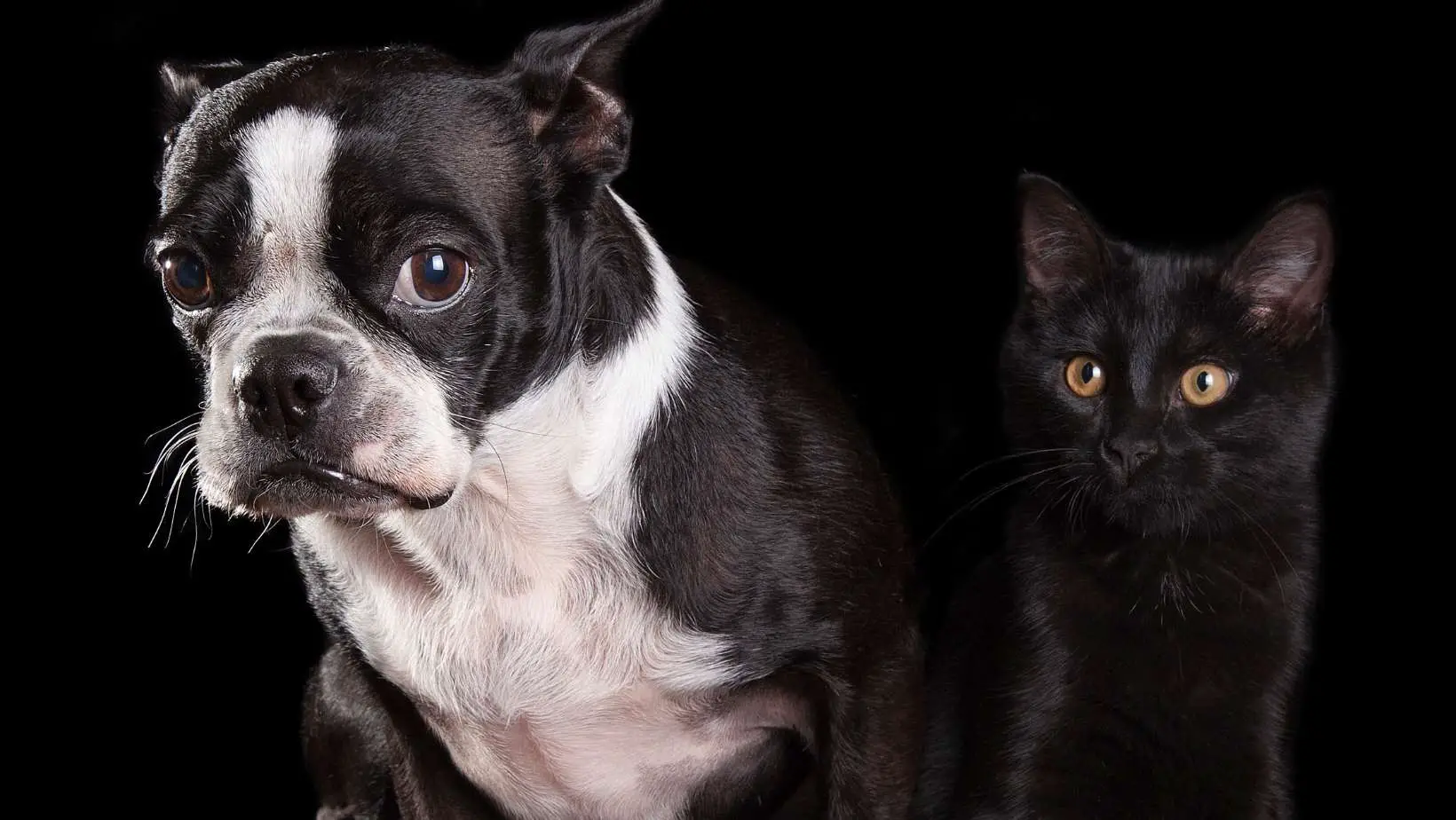 Are Boston Terriers Good With Cats?
