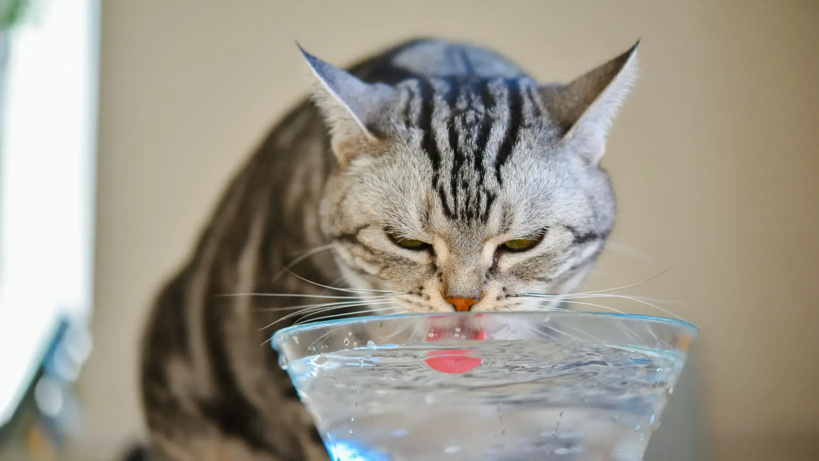Can Cats Drink Salt Water?