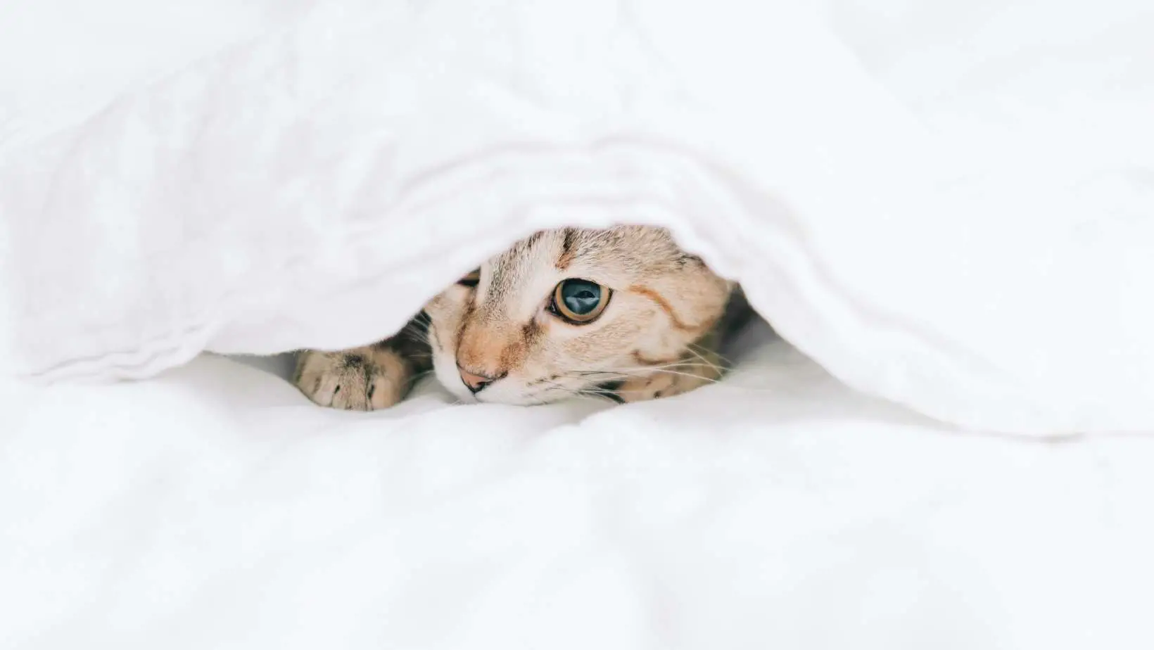 Why is My Kitten Nursing on a Blanket?
