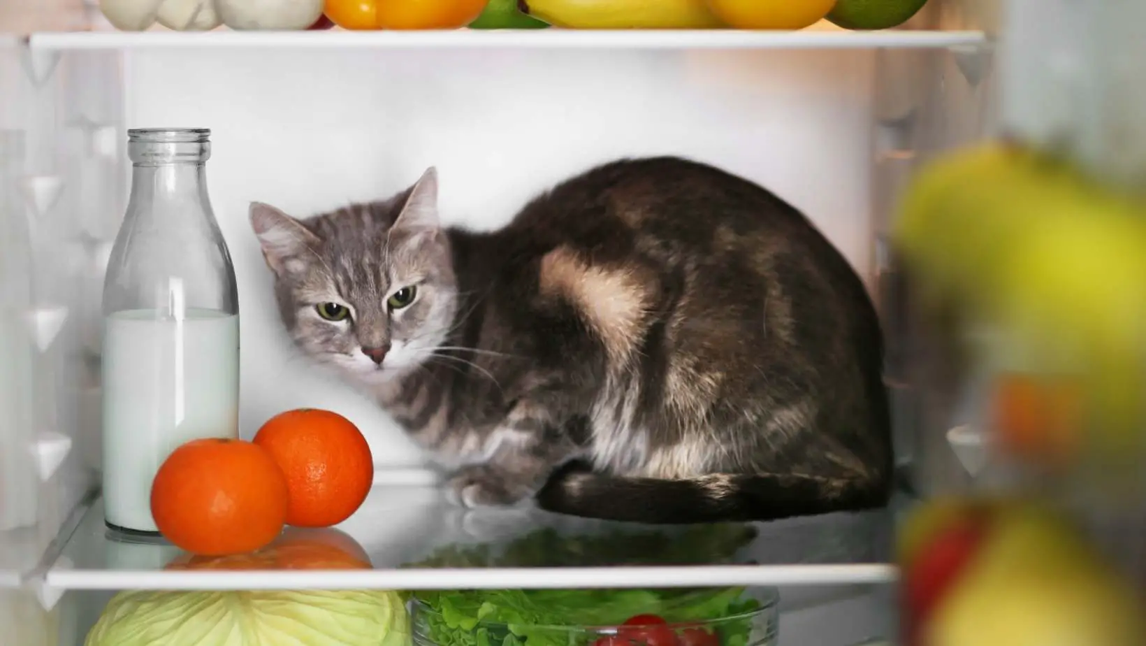 What Can Cats Eat From the Fridge?