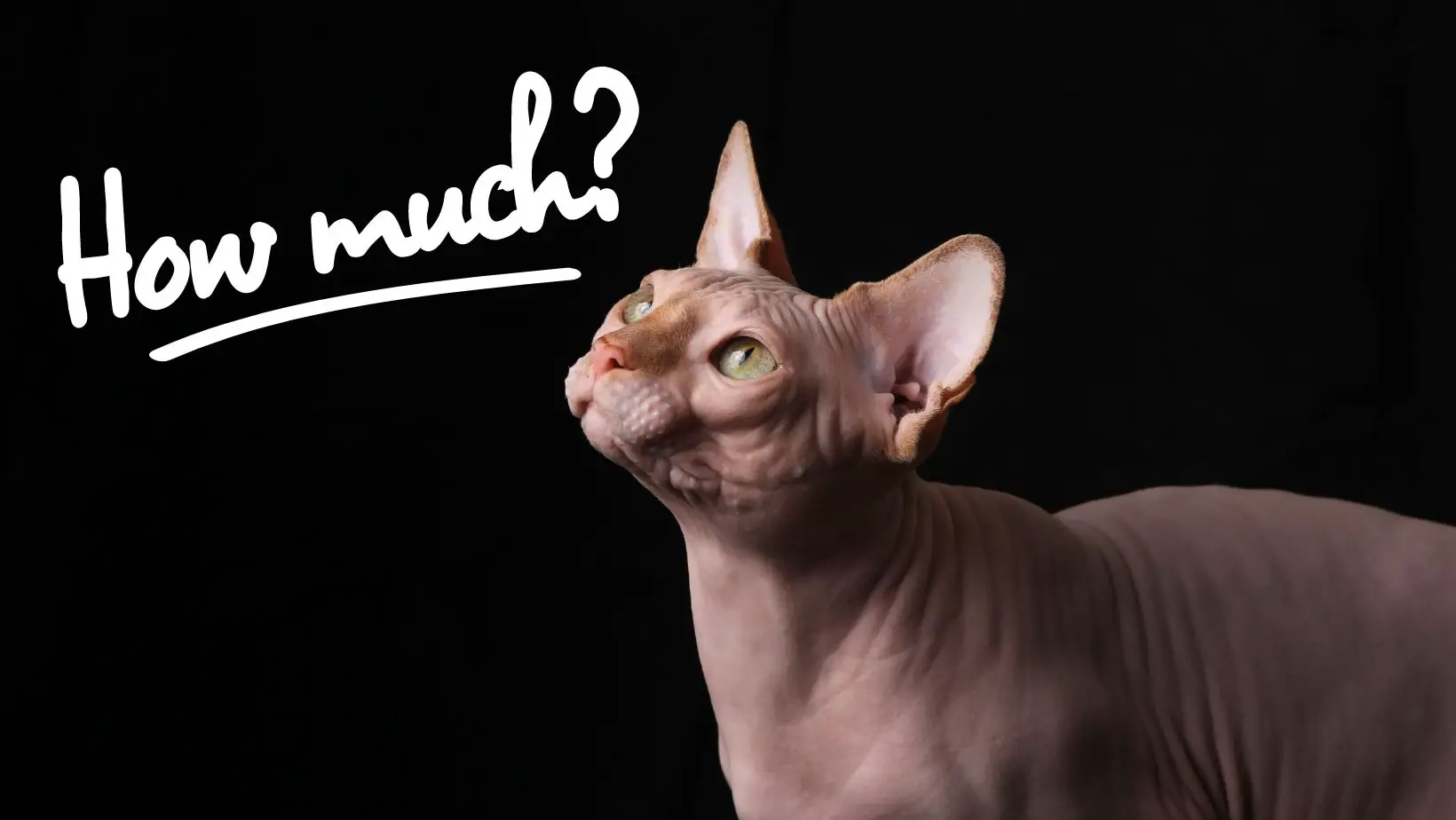 How Much Are Hairless Cats?