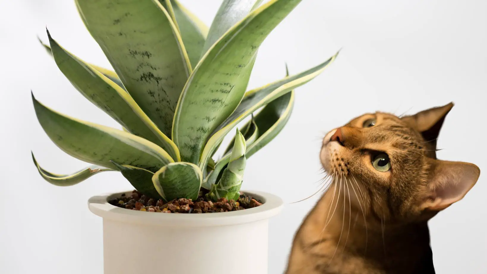 Is Sansevieria Toxic to Cats?