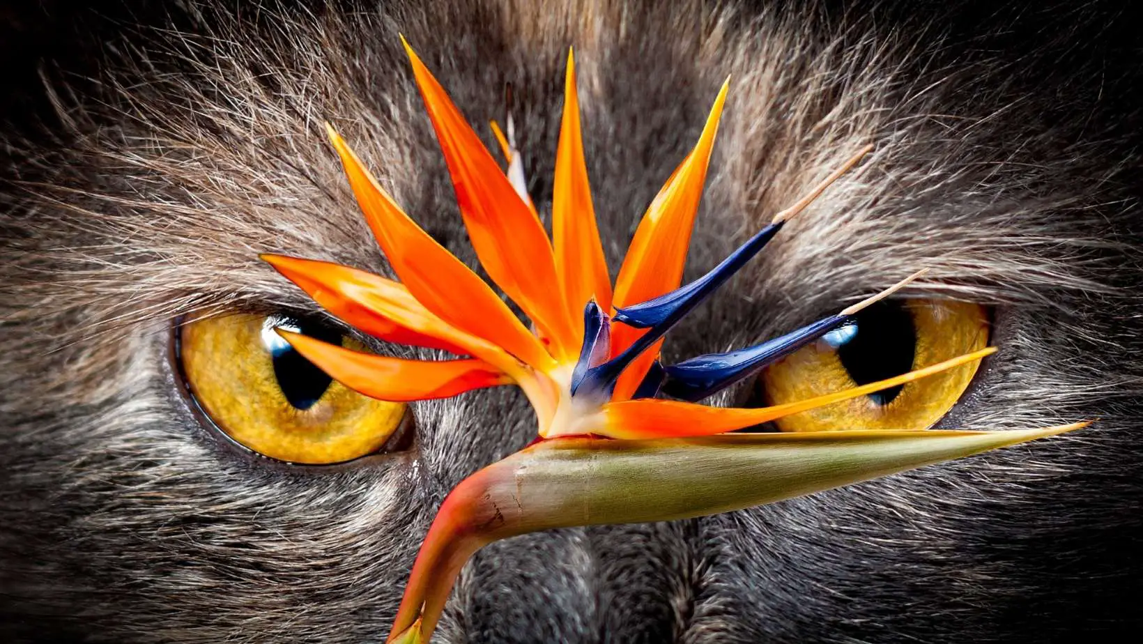 Is Bird of Paradise Toxic to Cats?