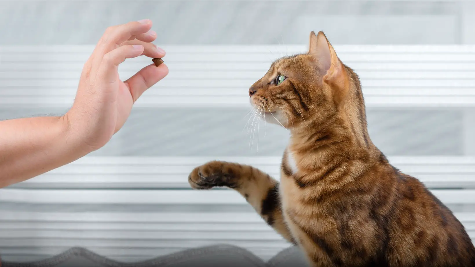 Are Cat Treats Healthy?