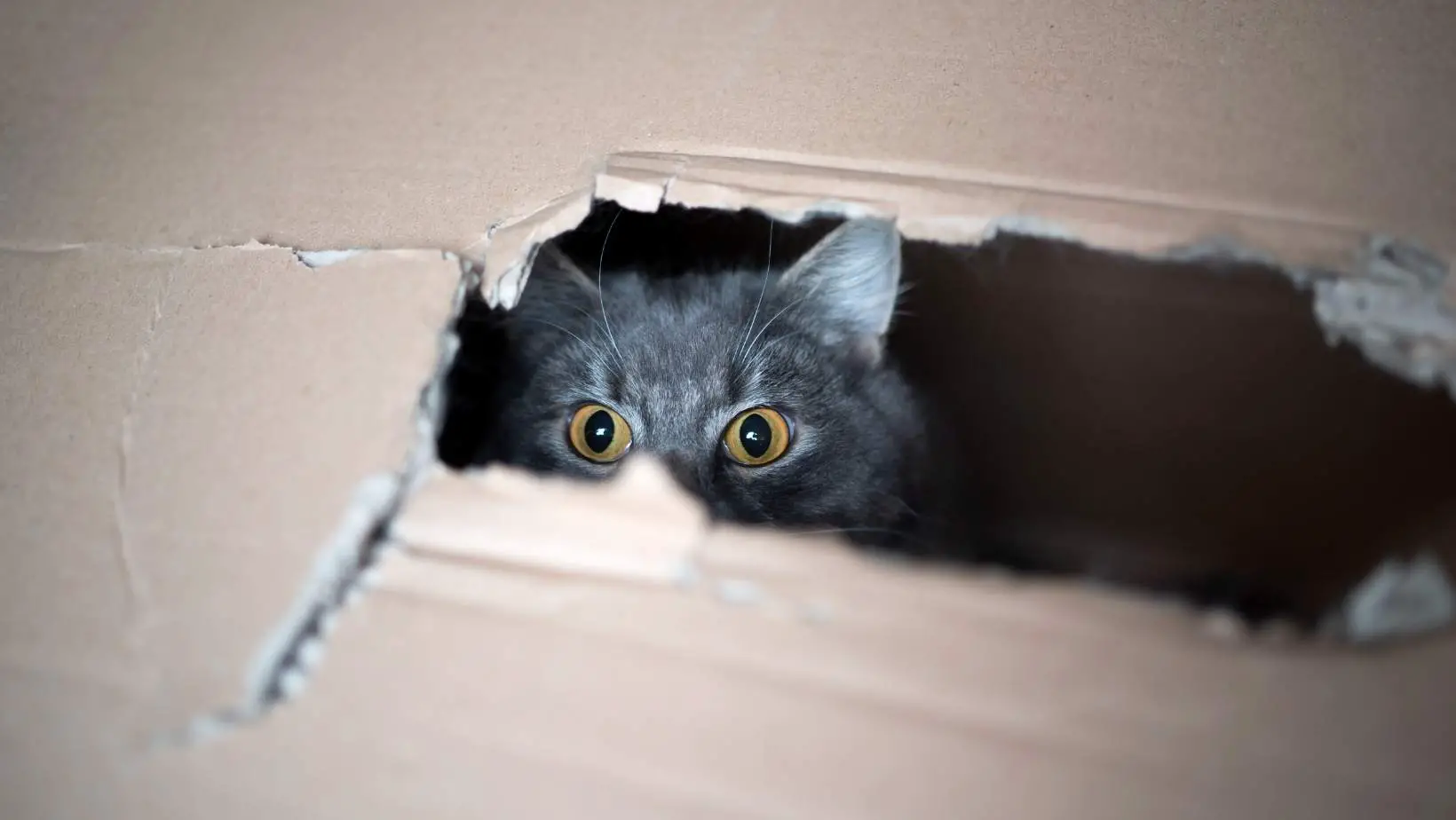 Why Do Cats Like Cardboard?