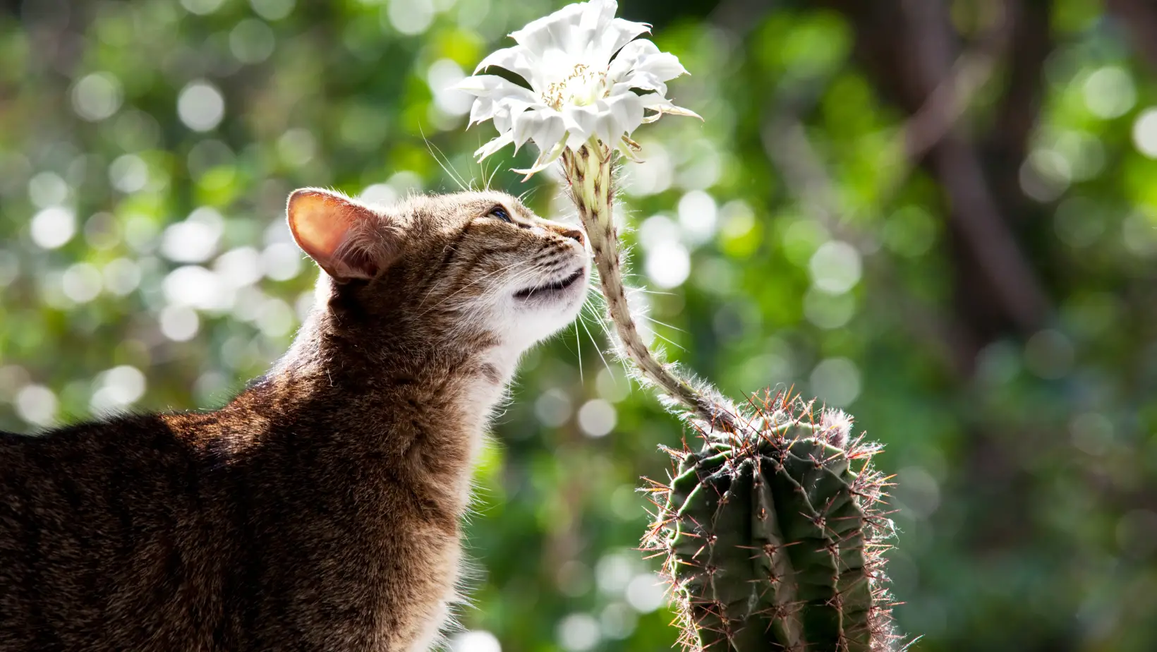 Are Cactus Poisonous to Cats?