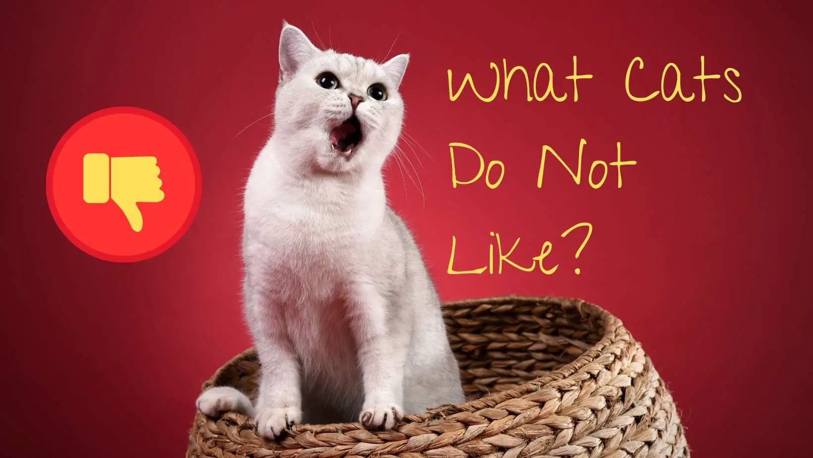 What Cats Do Not Like?
