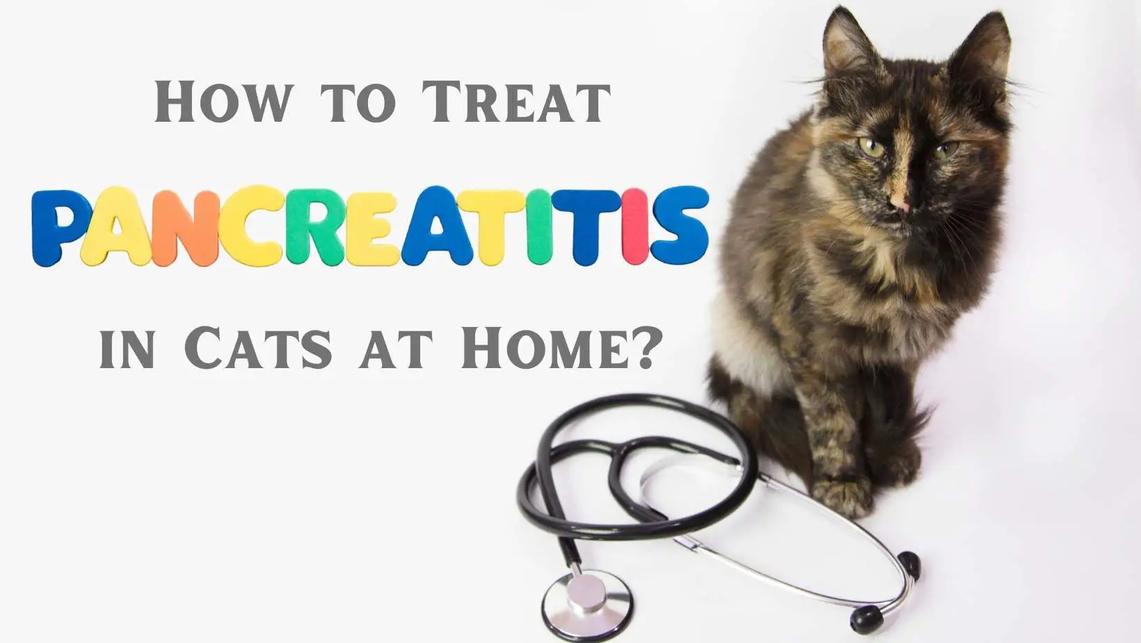 How to Treat Pancreatitis in Cats at Home?