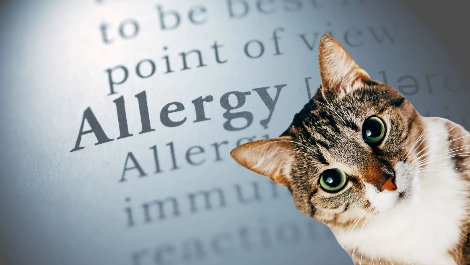 Can Cats Have Seasonal Allergies?