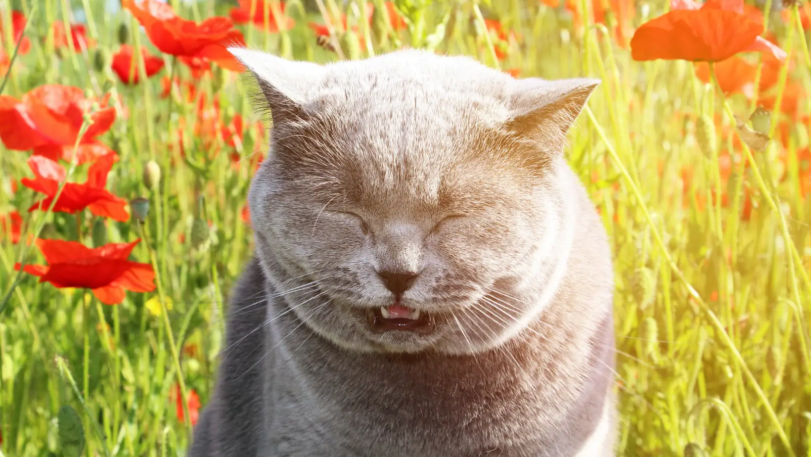 Do Cats Sneeze?