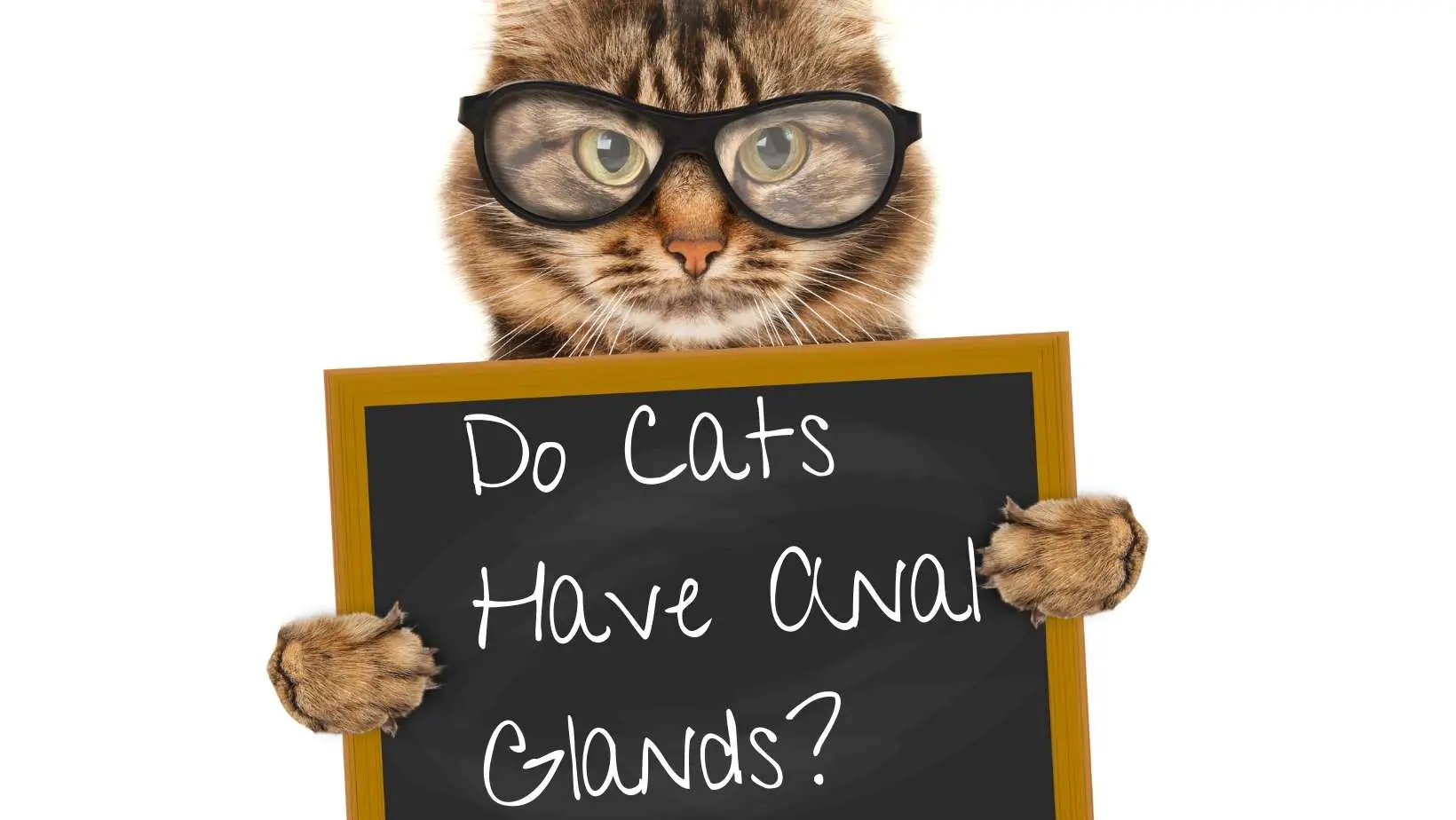 Do Cats Have Anal Glands?