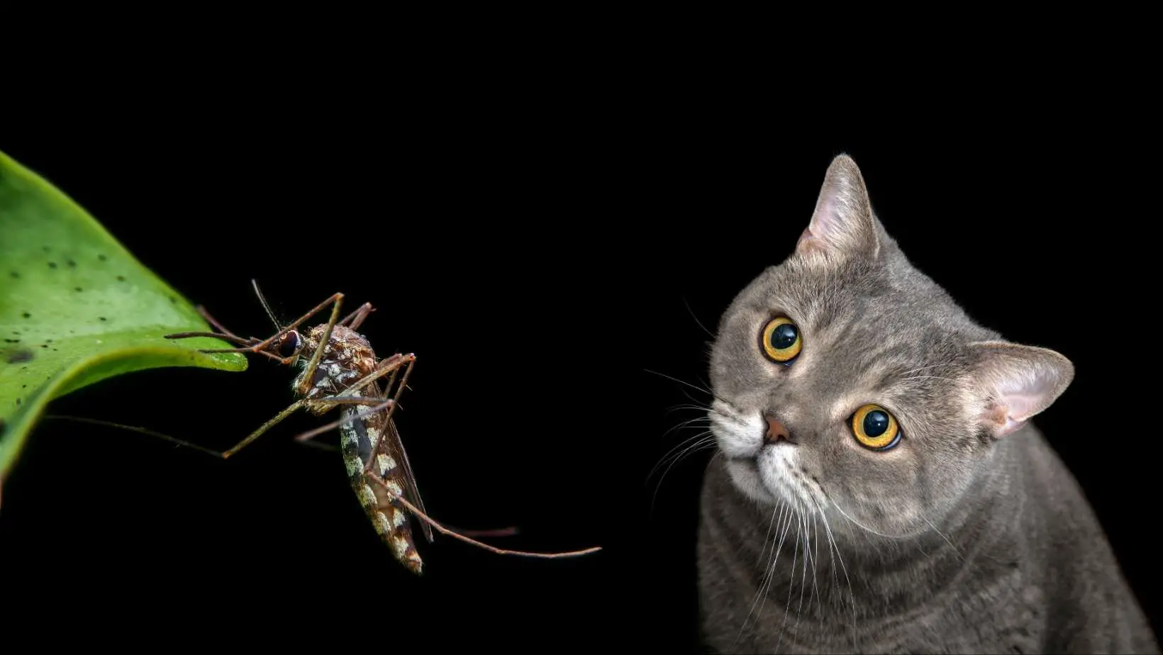 Can Cats Get Bit by Mosquitoes?