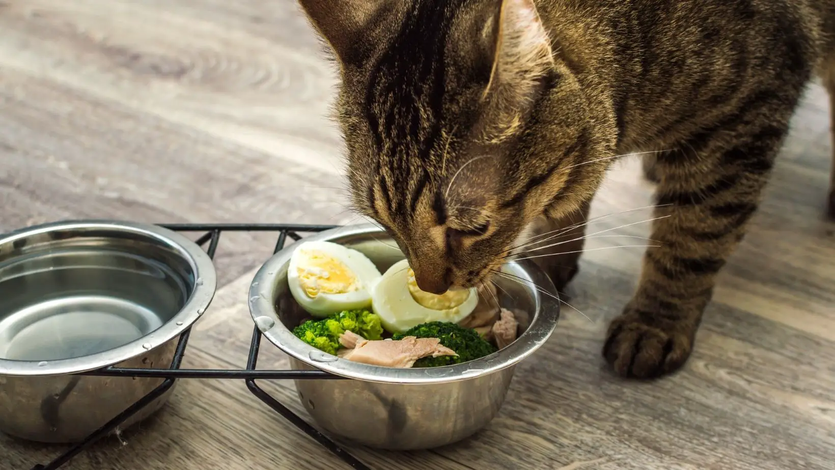What Human Food Can Cats Eat?