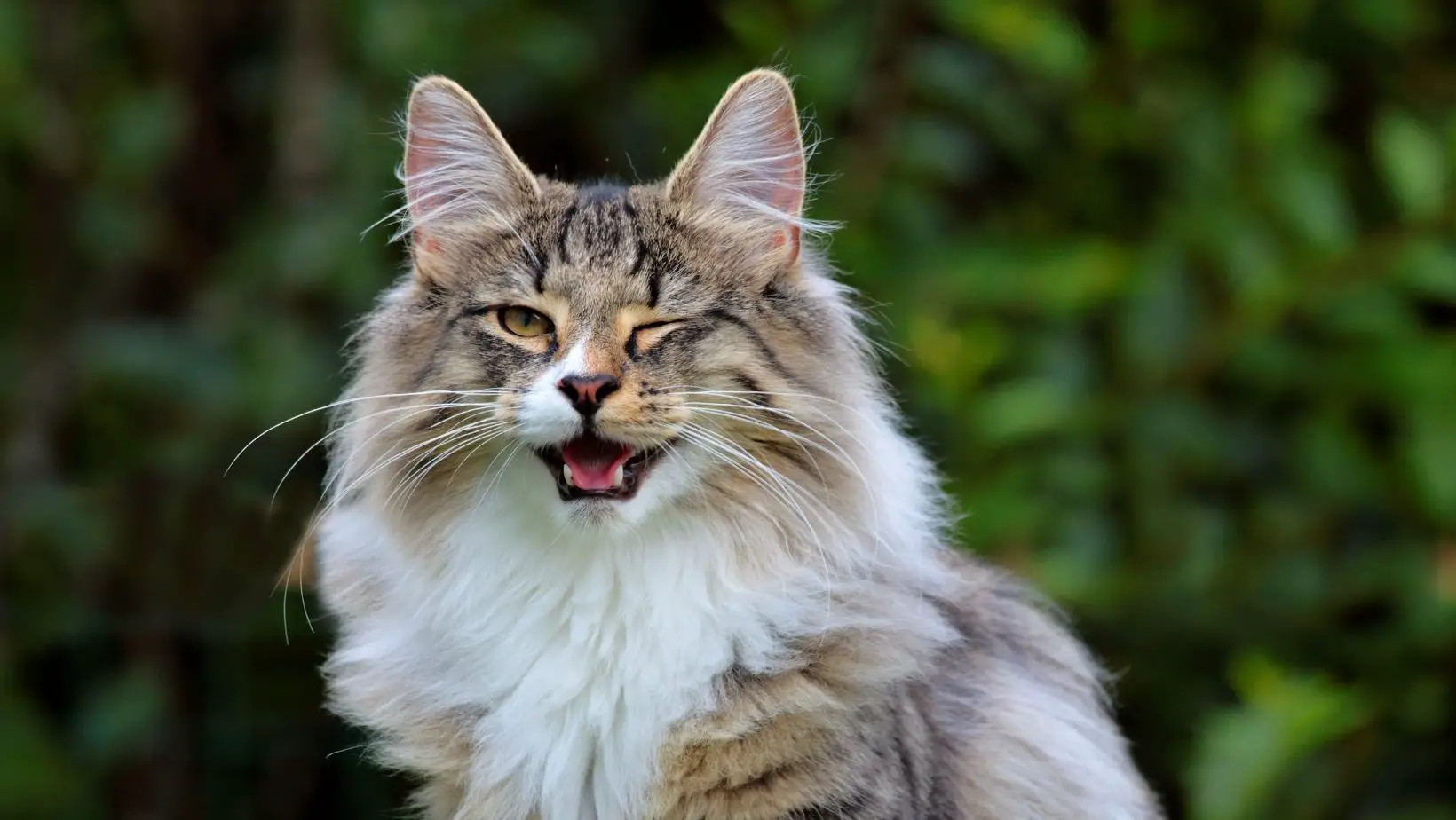 What Does It Mean When a Cat Winks at You?