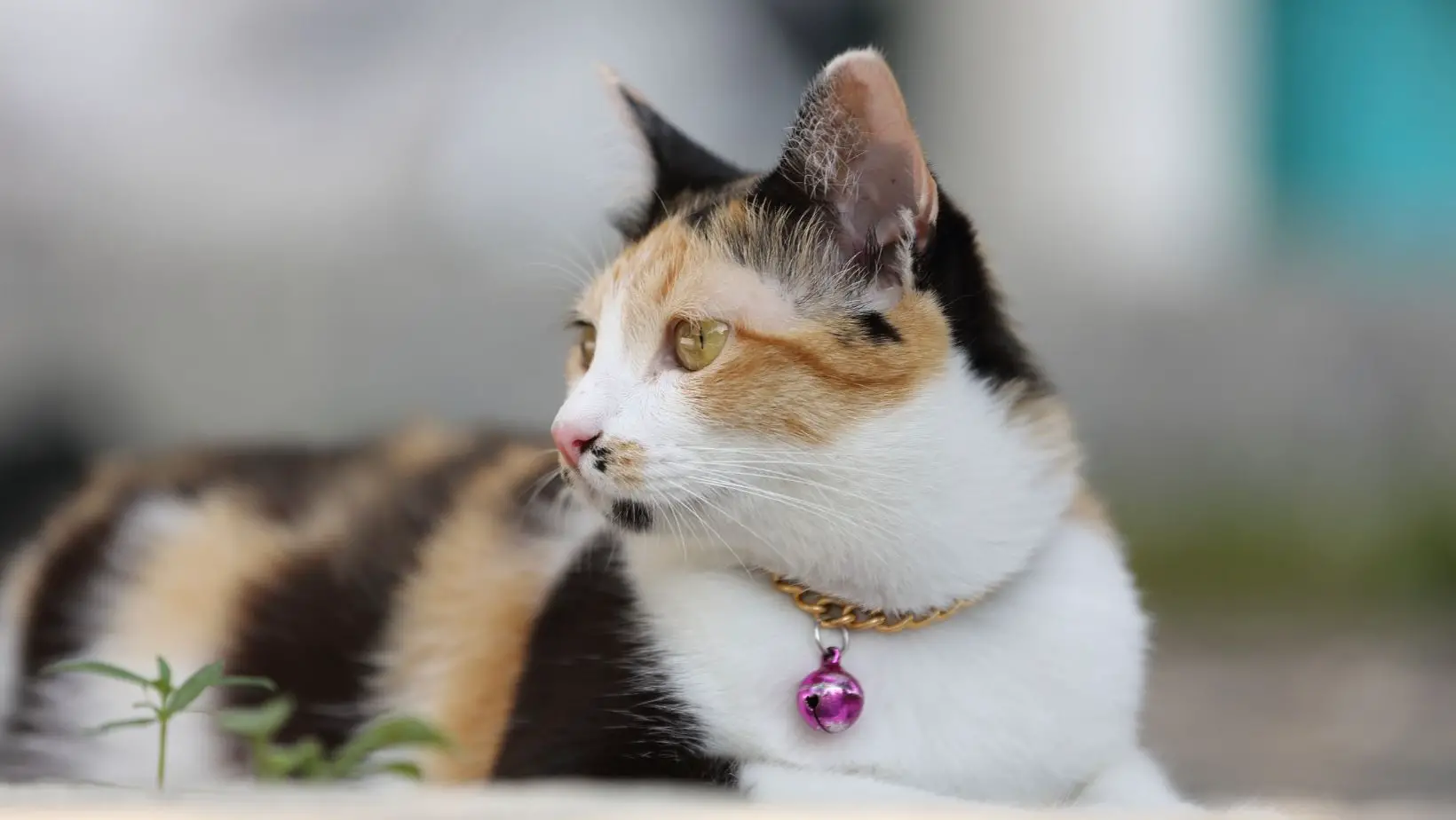 Do Calming Collars Work for Cats?