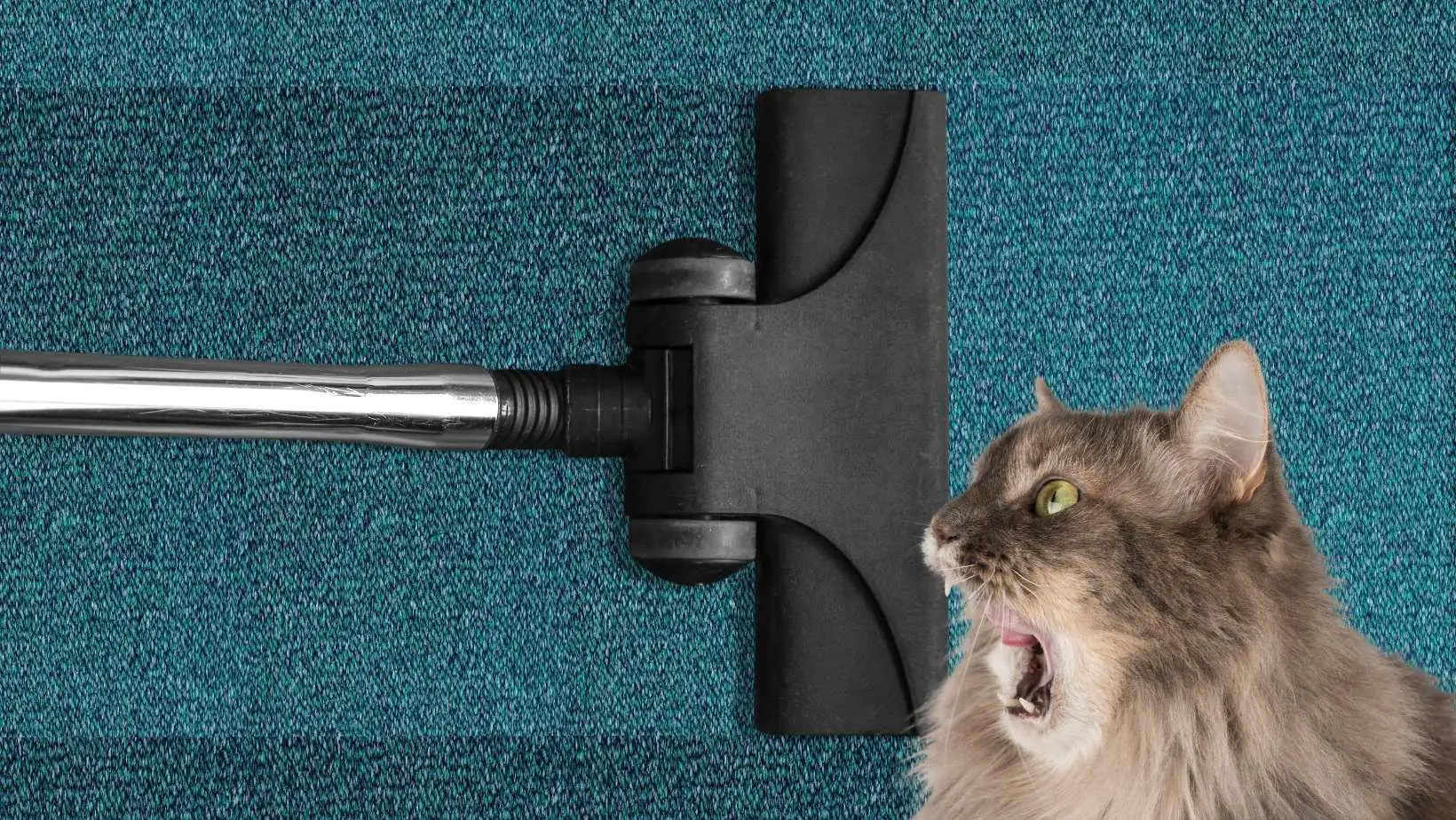 Why Are Cats Scared of Vacuums?