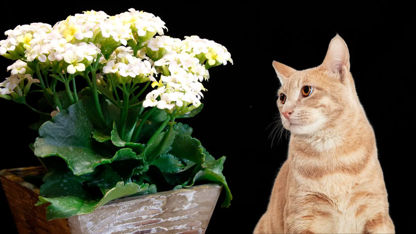 Are Kalanchoe Toxic to Cats?