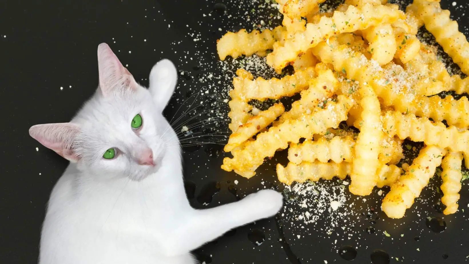 Can Cats Eat French Fries With Salt?