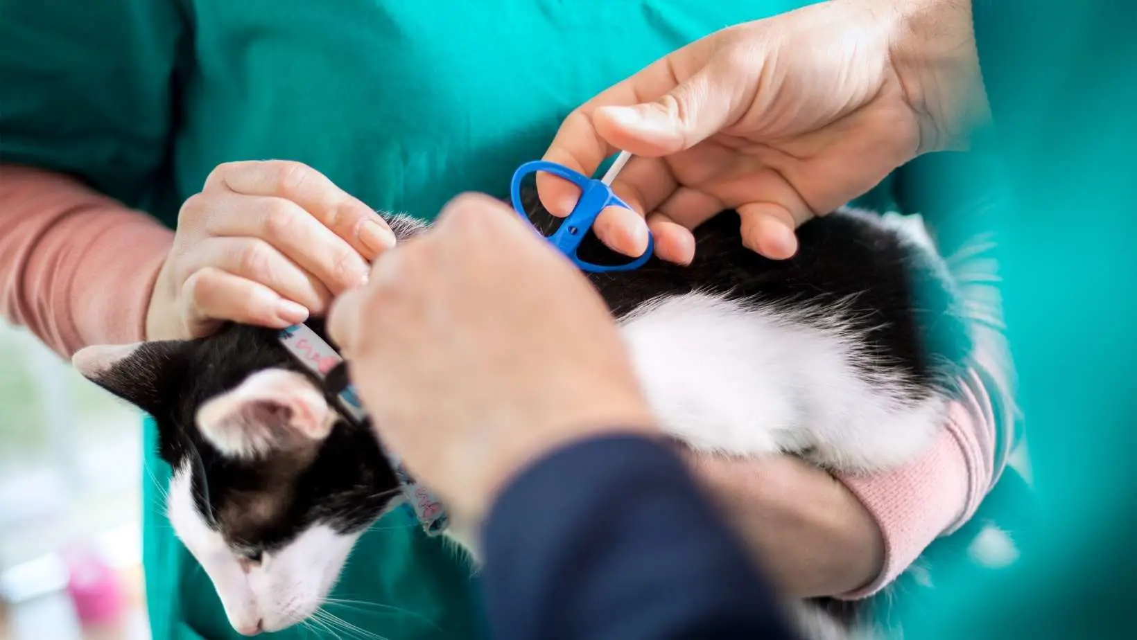 How Much Does It Cost to Microchip a Cat?