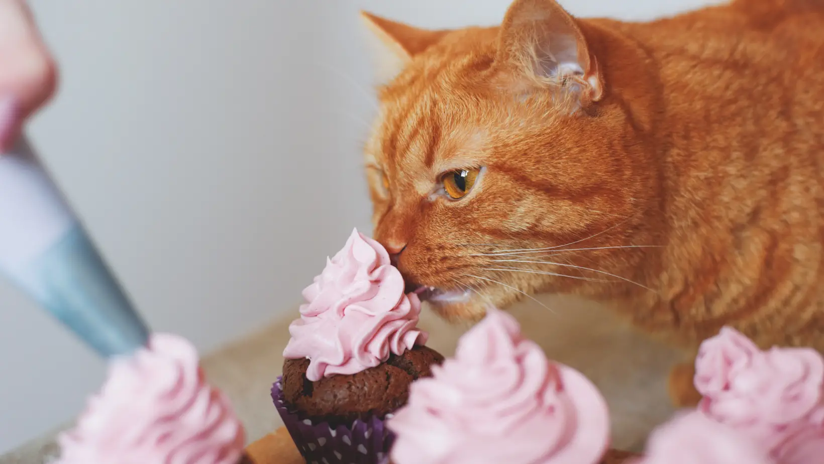 Can Cats Taste Sweetness?
