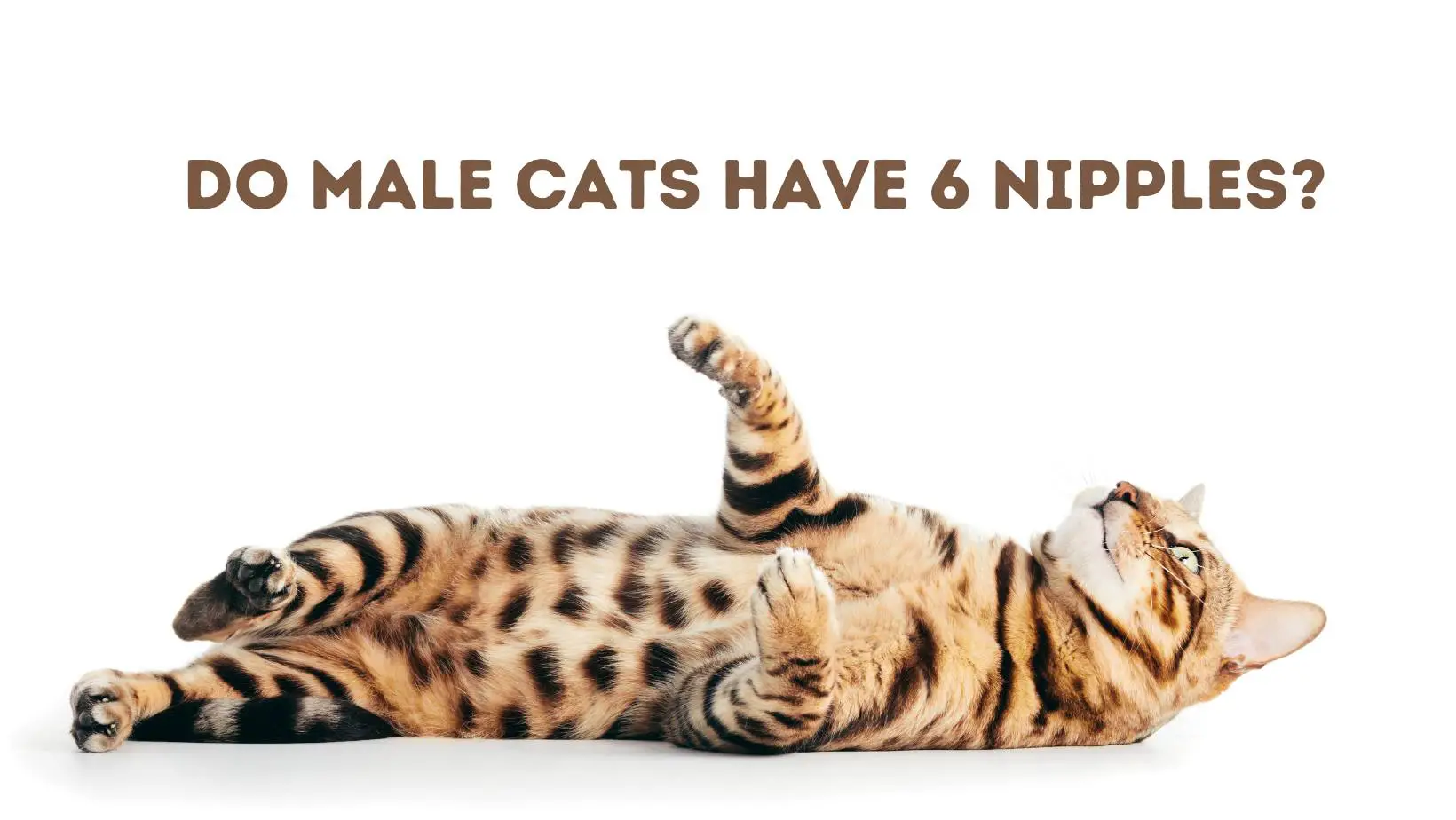Do Male Cats Have 6 Nipples?