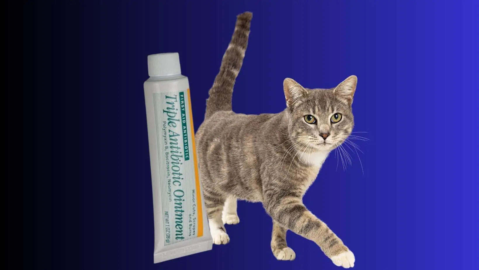 Is Triple Antibiotic Ointment Safe for Cats?