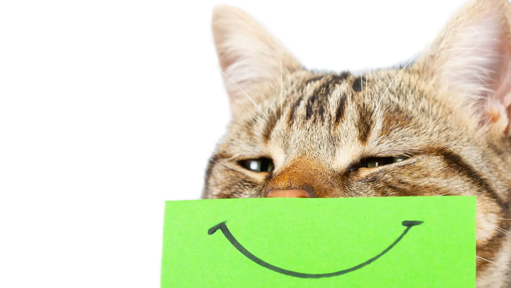 Do Cats Smile?