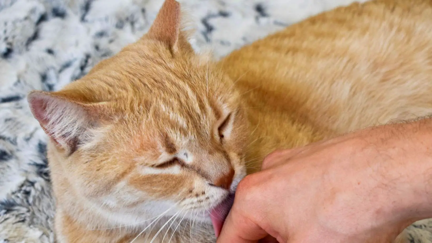 What does it mean when your cat licks you?