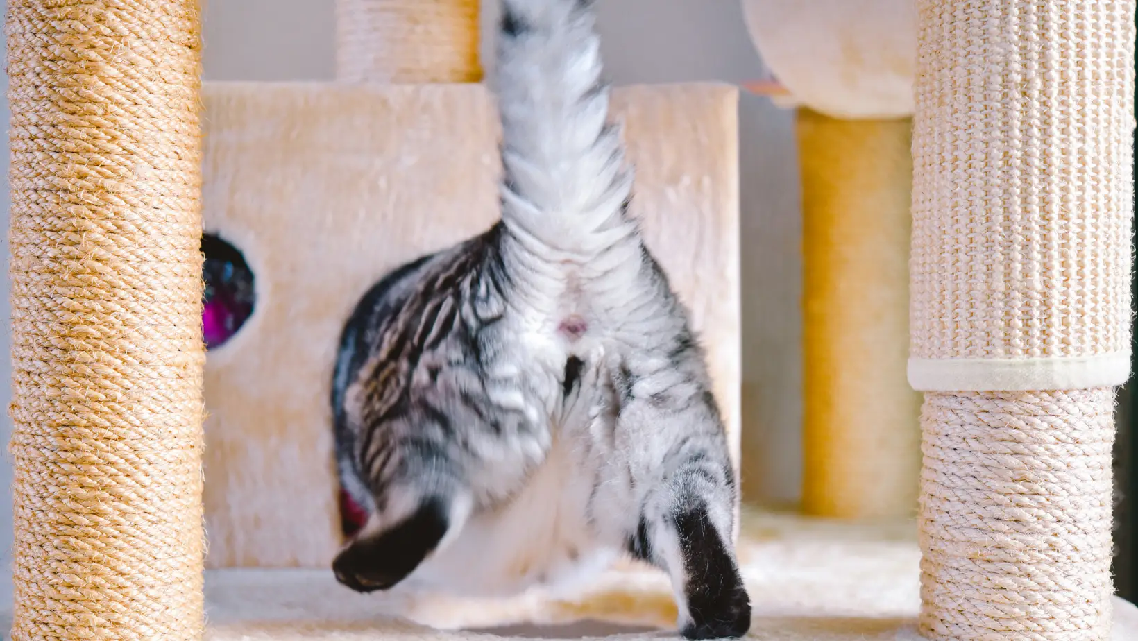 Why Do Cats Show Their Butt?