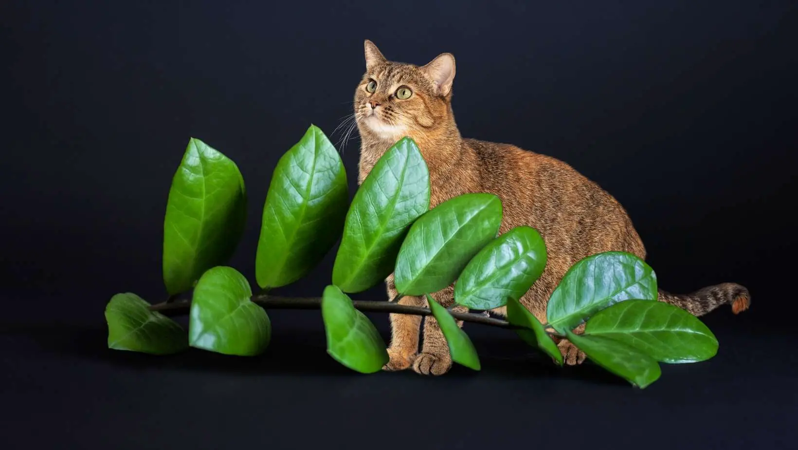 Can a Zz Plant Kill a Cat?