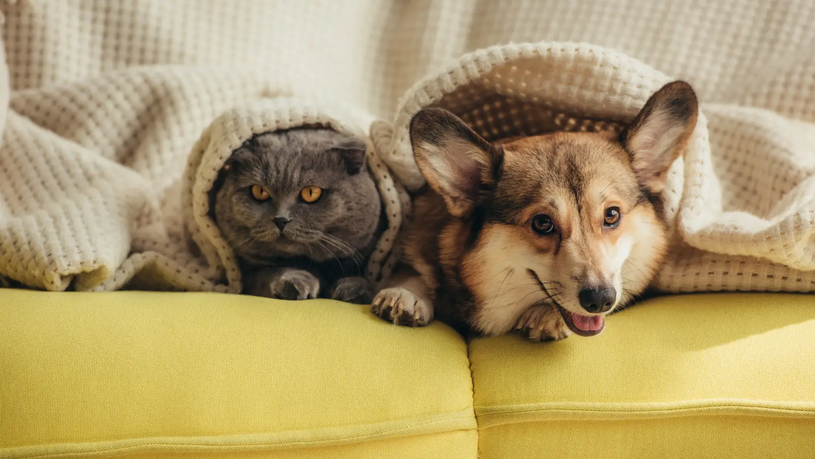 Are Corgis Good With Cats?