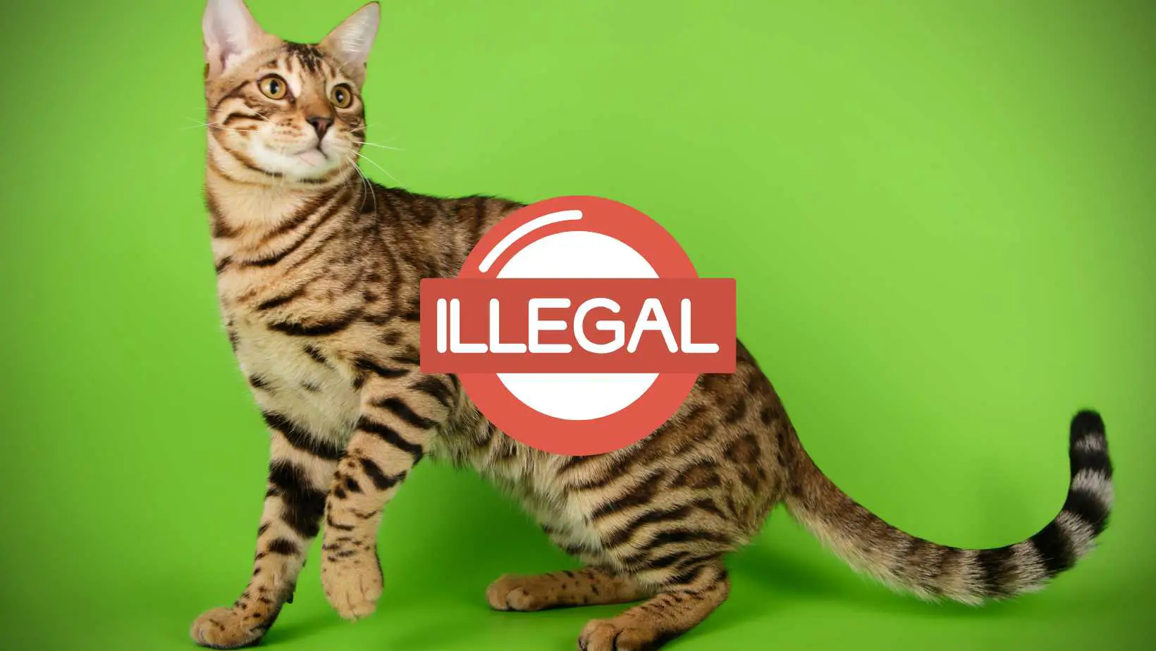 Why Are Bengal Cats Illegal?