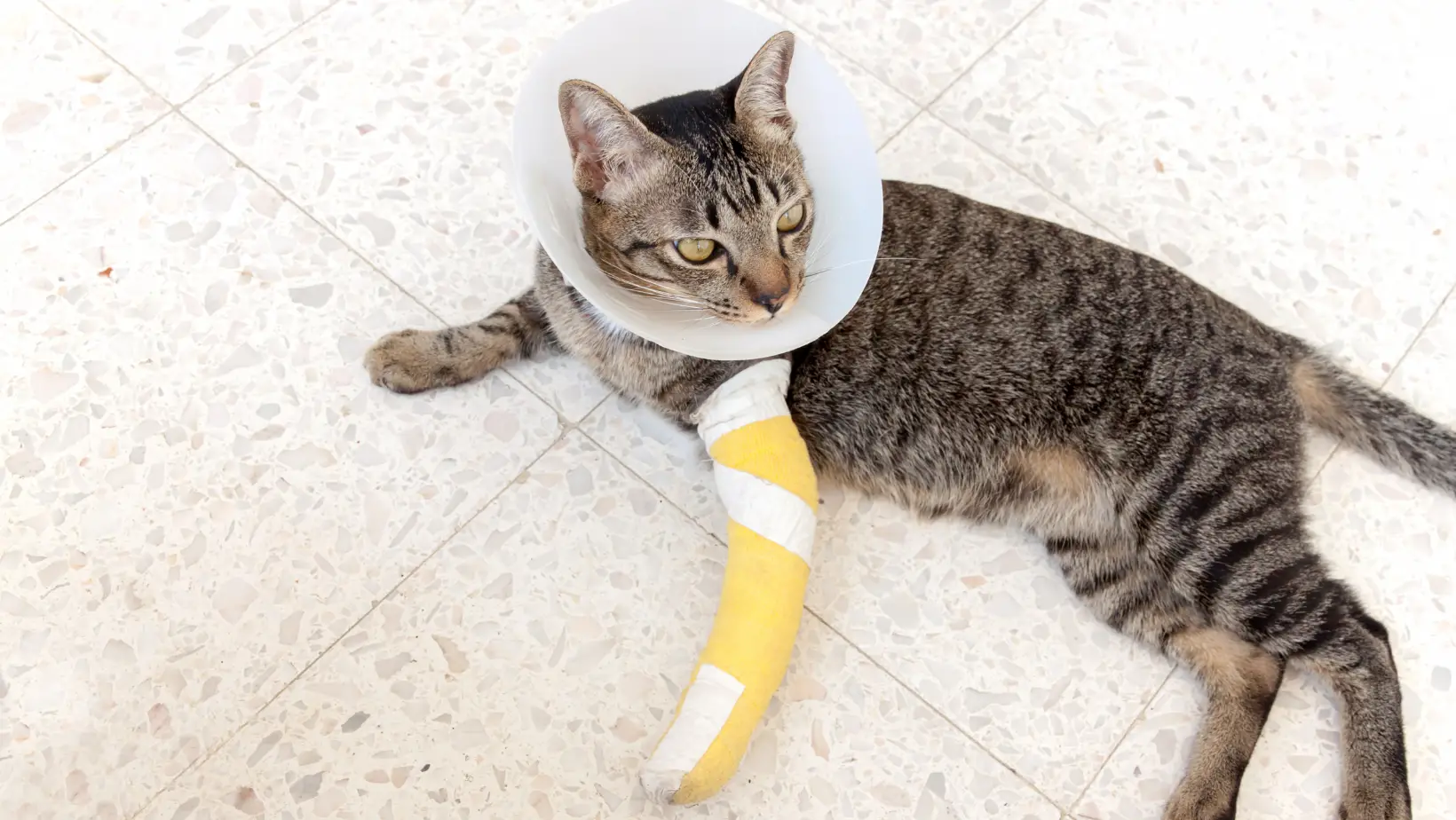 How to Make a Homemade Splint for a Cat?