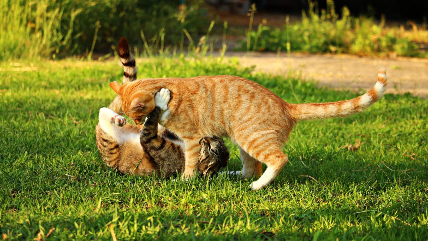 How to Keep Cats From Fighting?