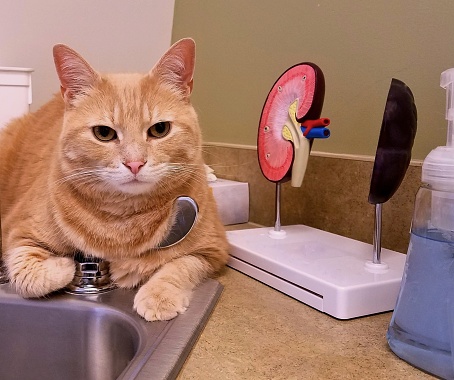 Where Are a Cats Kidneys Located?