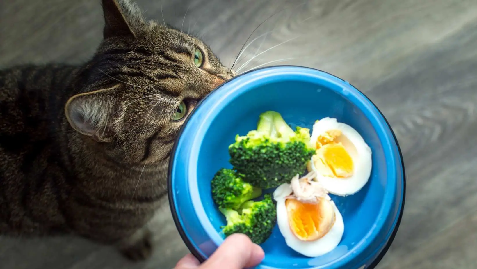 Meal That Heals – What Food Is Good For Cats with Allergies