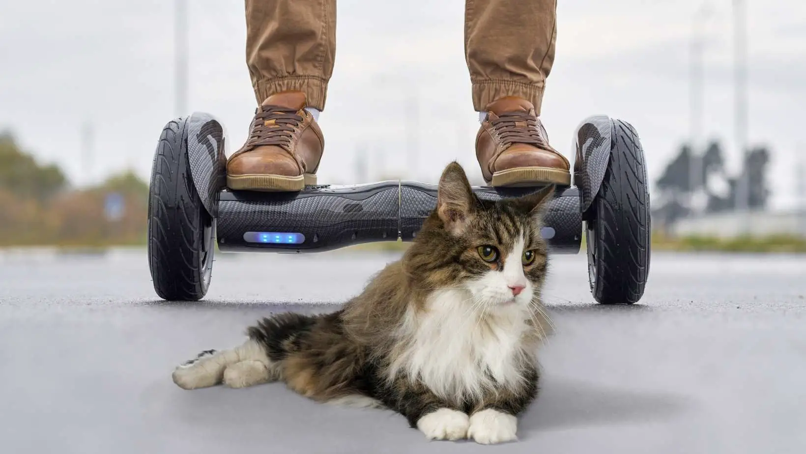 How to Get Cat Hoverboard?