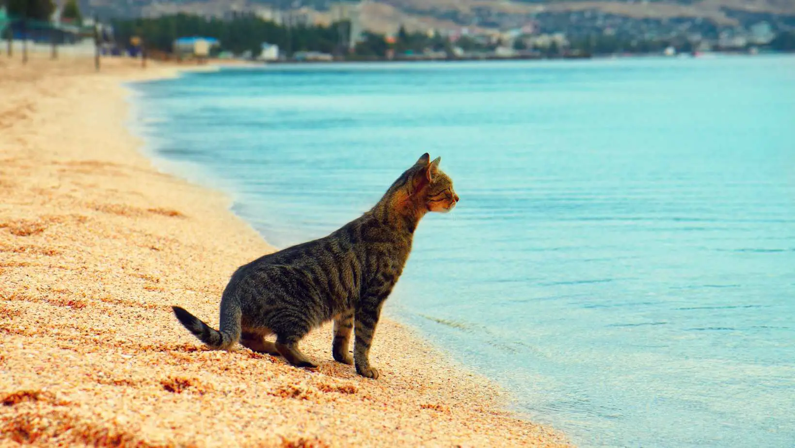 Do Cats Like the Beach?