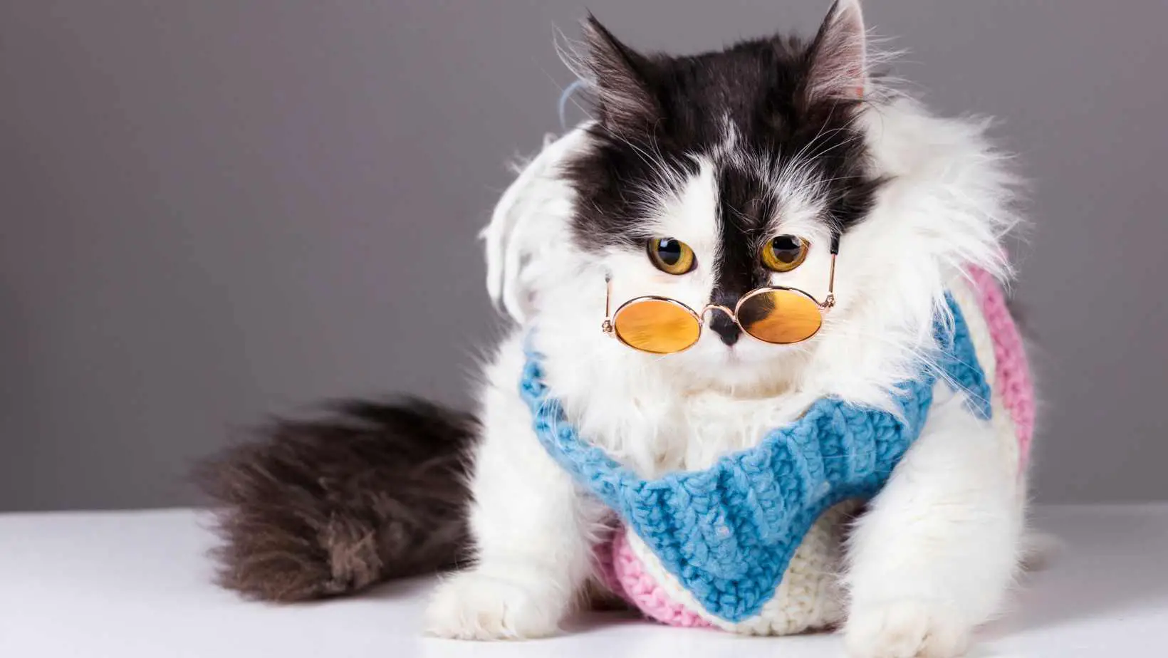 Can Cats Wear Clothes?