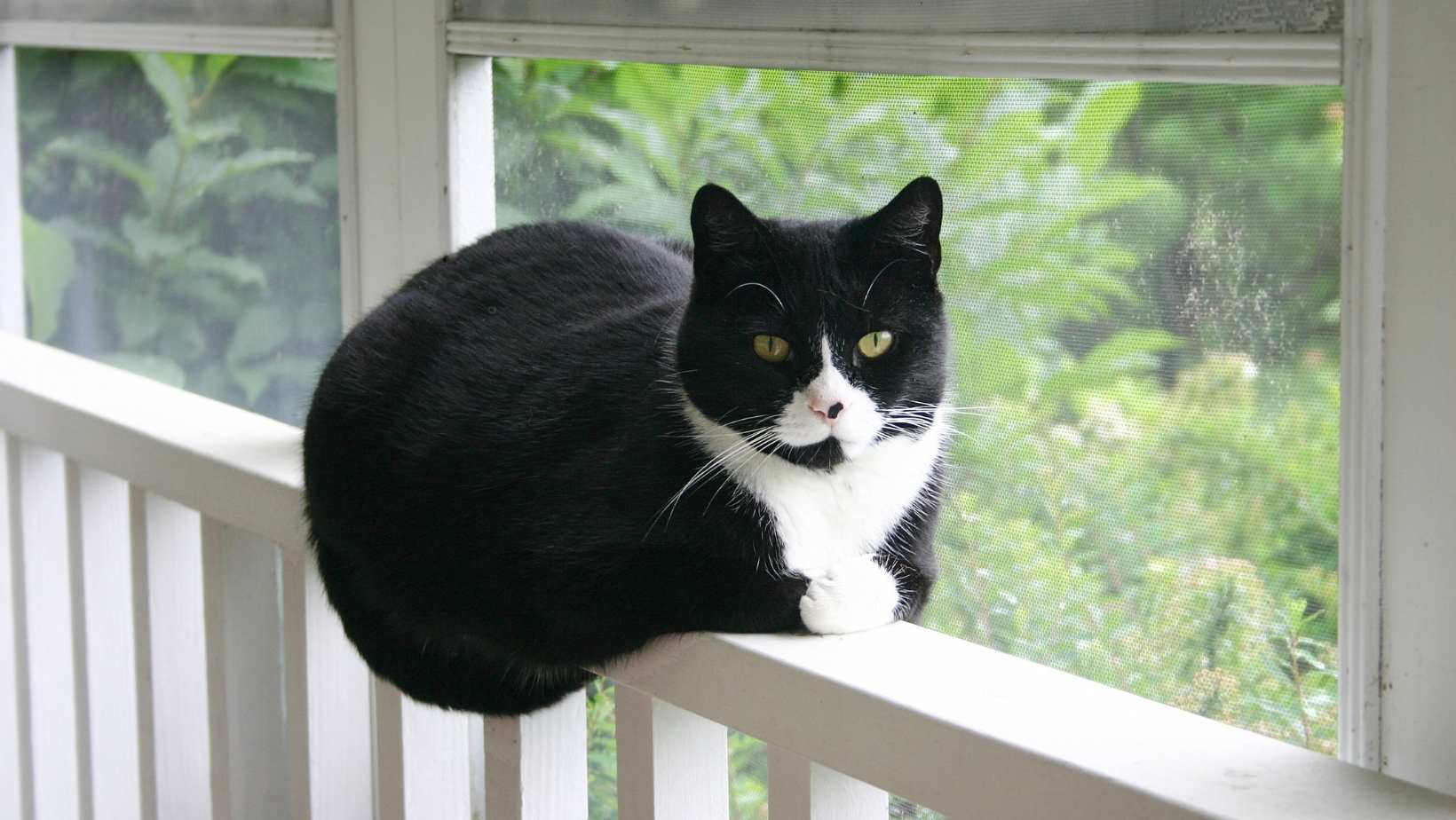 Are Tuxedo Cats Hypoallergenic? Know More About Their Health Care