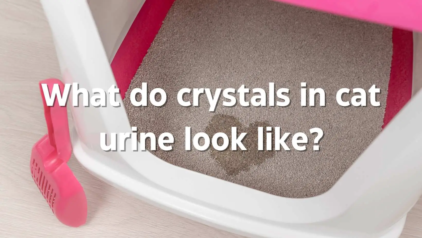 What do crystals in cat urine look like? CAUSES & TREATMENTS