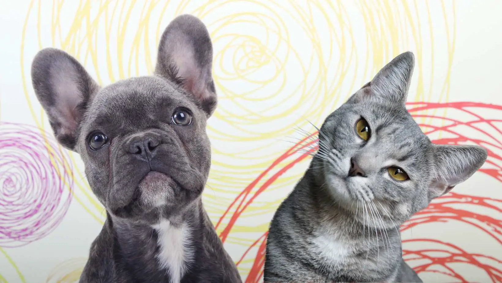 Are French Bulldogs Good With Cats?