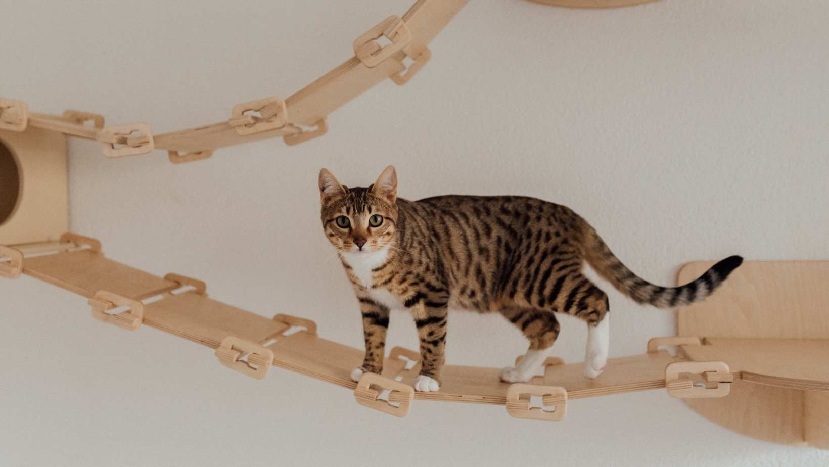Are Tabby Cats Hypoallergenic? || Get Updated Guide Here