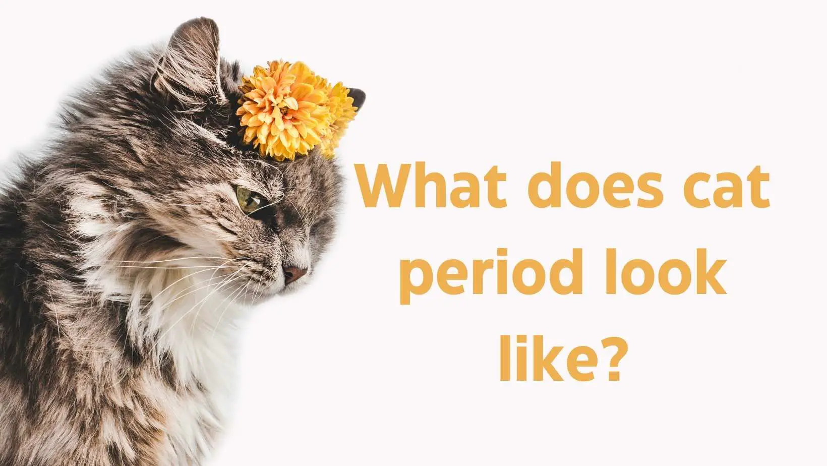 What does cat period look like? What Is The Estrus Cycle?