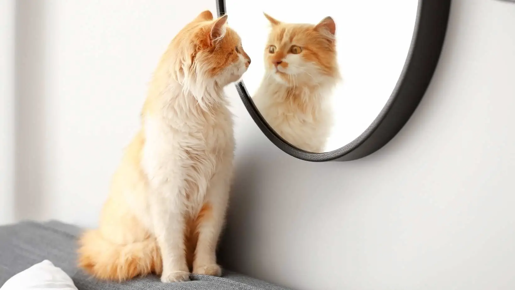 Do Cats Understand Mirrors?