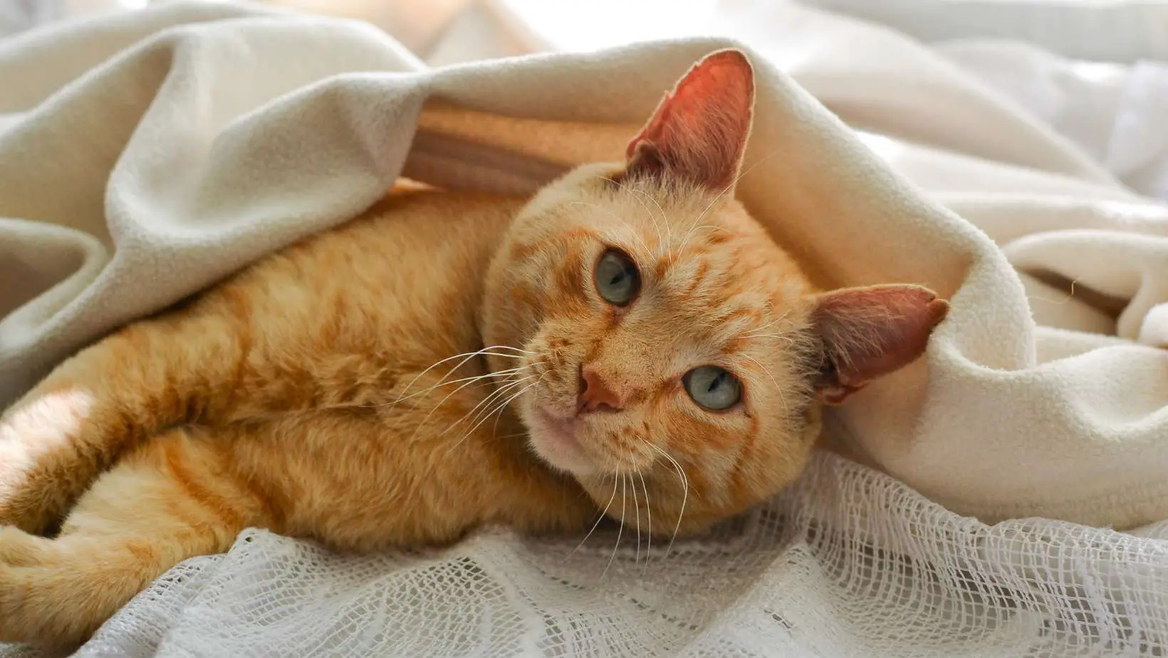 Do Cats Like Blankets?