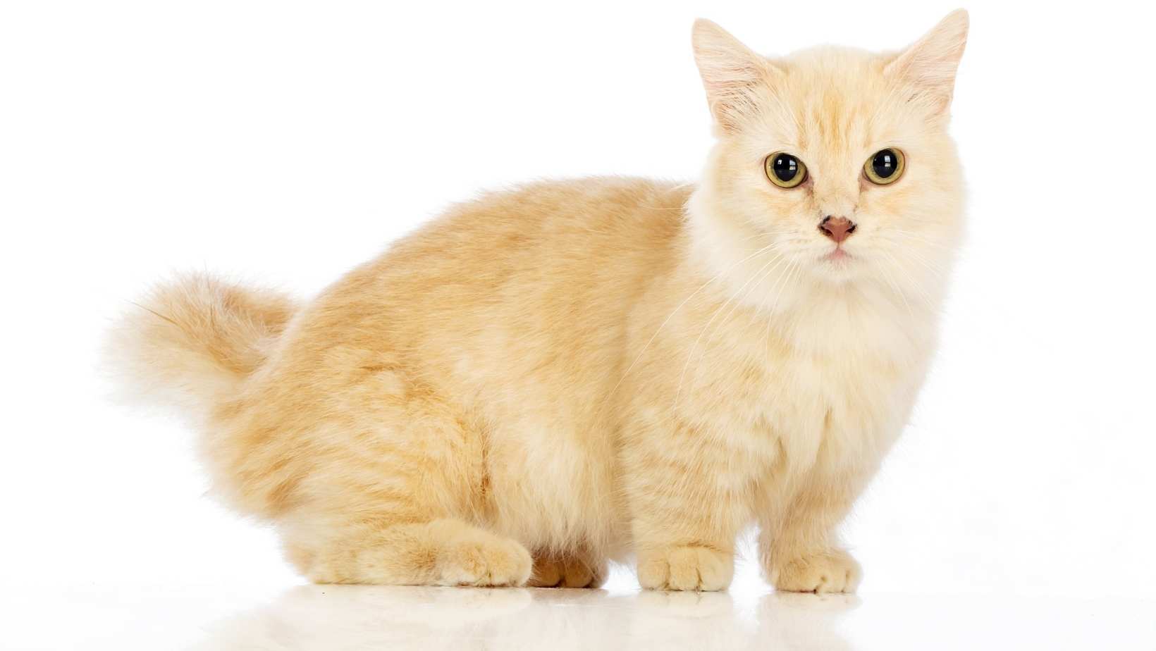 Are Munchkin Cats Hypoallergenic? Tips For Allergic Family