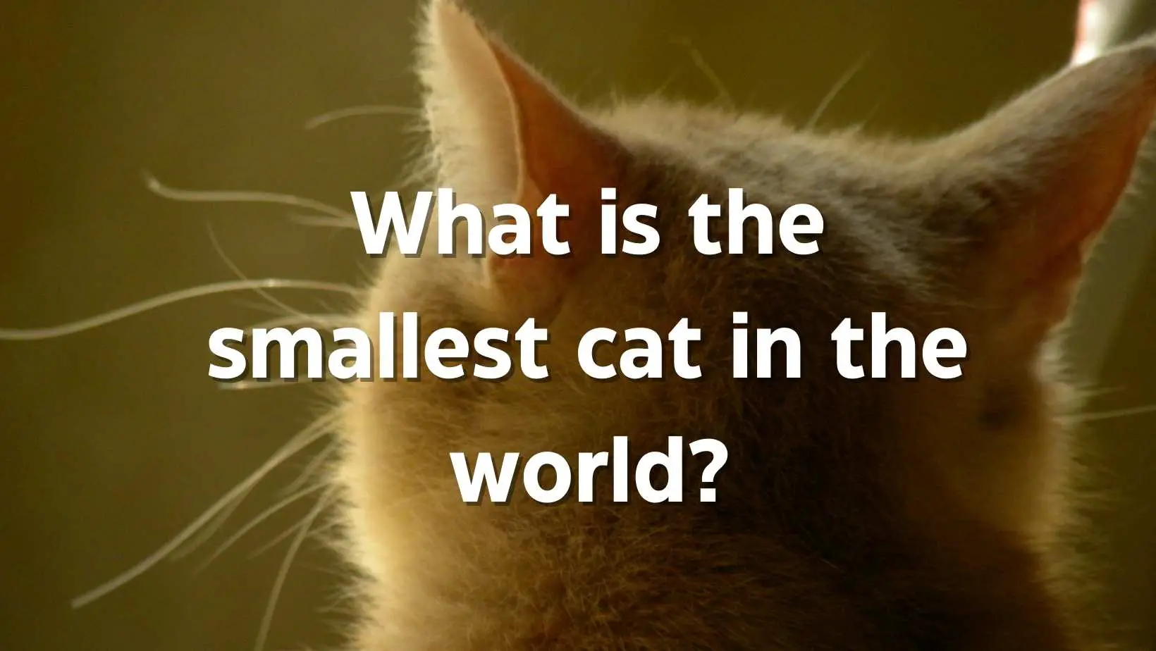 What is the smallest cat in the world?