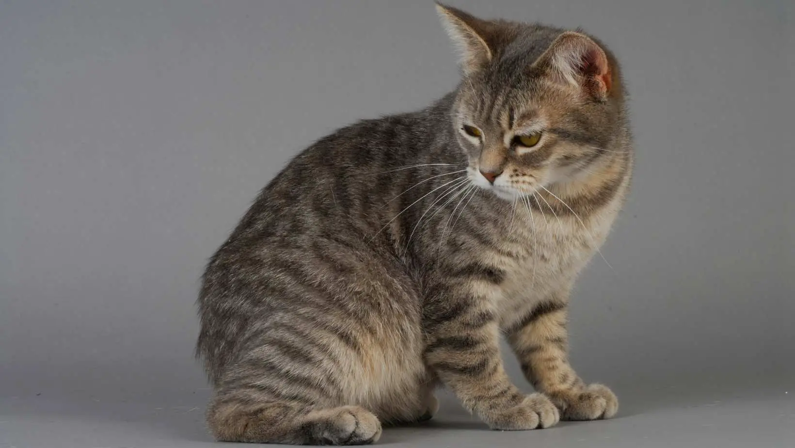 Are Manx Cats Hypoallergenic?
