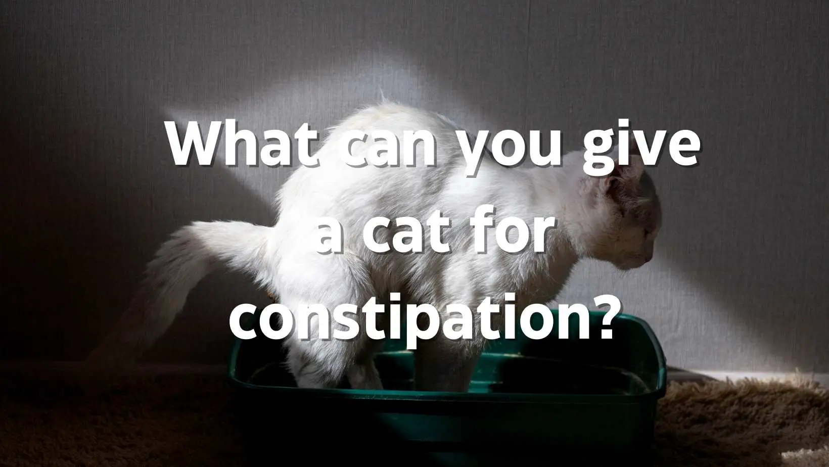 What can you give a cat for constipation? Cat Constipation causes/signs/treatment